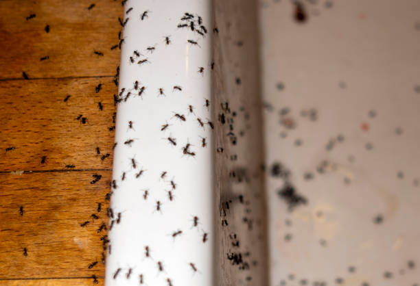 Best Termite Control Services  in Blackville, SC
